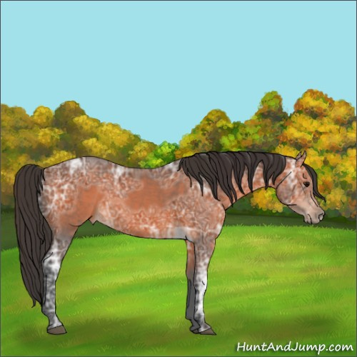 Horse Color:Bay Ice