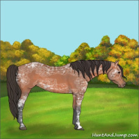 Horse Color:Bay Ice 