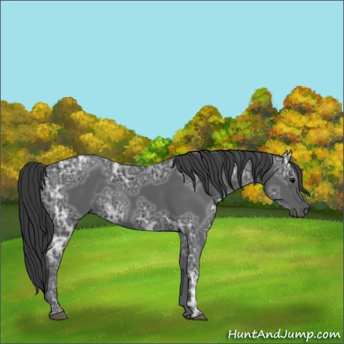 Horse Color:Black Ice