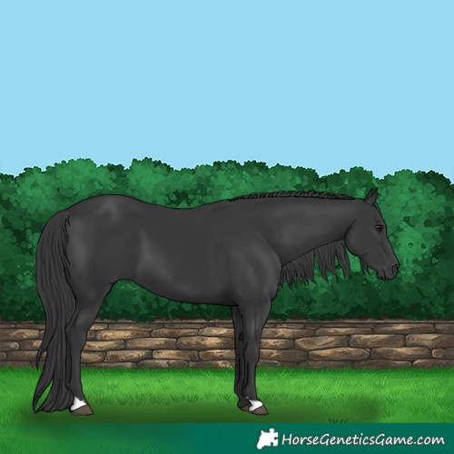 Horse Color:Black 