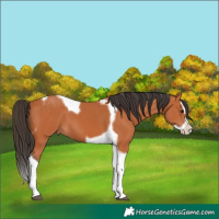 Horse Color:Bay Sabino Splash Tobiano