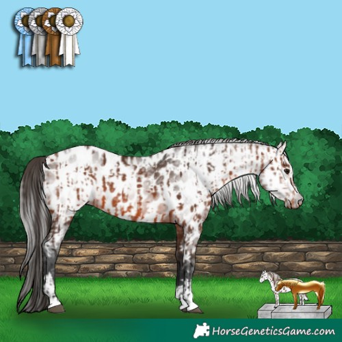 Horse Color:Bay Appaloosa  and Gray Bay Appaloosa 