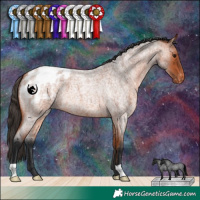 Horse Color:Bay Roan Appaloosa