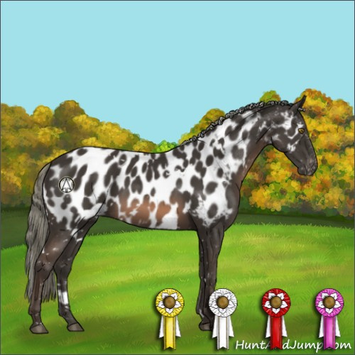 Horse Color:White Spotted Liver Chestnut Mushroom Appaloosa