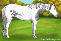 Horse Color:Smoky Black Ice Splash Tobiano Appaloosa 