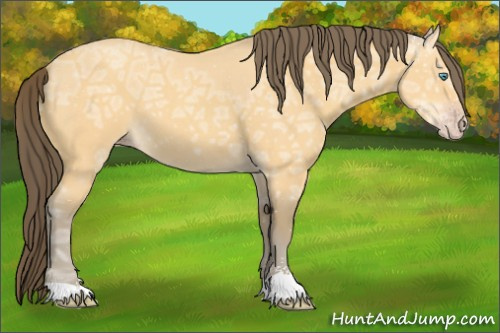 Horse Color:Amber Cream Champagne Ice Sabino 