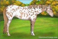 Horse Color:Chestnut Ice Appaloosa 