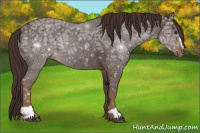 Horse Color:Liver Chestnut Ice Sabino 