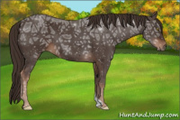 Horse Color:Liver Chestnut Ice 