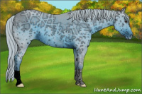 Horse Color:ERROR: UNKNOWN ANOMALY