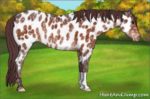 Horse Color:Chocolate Bay Ice Appaloosa Rabicano 
