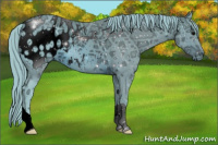 Horse Color:ERROR: UNKNOWN ANOMALY