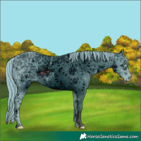 Horse Color:ERROR: UNKNOWN ANOMALY