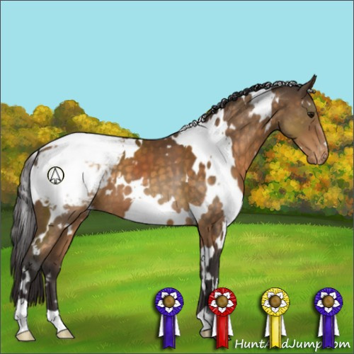Horse Color:White Spotted Buckskin Appaloosa 