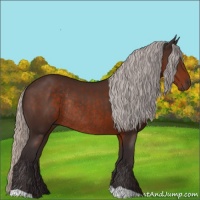 Horse Color:Silver Brown Rabicano 