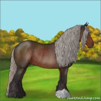 Horse Color:Silver Brown Rabicano 