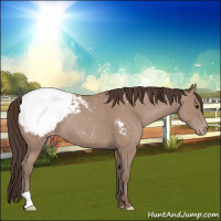 Horse Color:Classic Champagne Appaloosa 