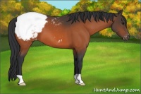 Horse Color:Bay Snowcap 