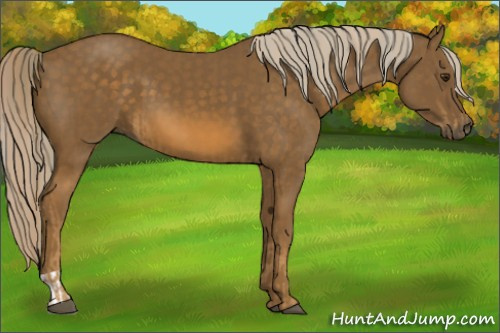 Horse Color:Chocolate Palomino and Chocolate Palomino