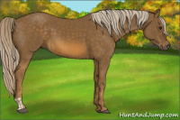 Horse Color:Chocolate Palomino  and Chocolate Palomino 