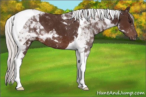 Horse Color:Silver Brown Tobiano 