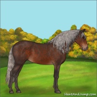 Horse Color:Silver Brown 