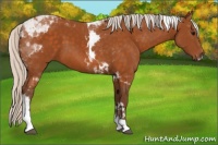 Horse Color:Silver Buckskin Tobiano 