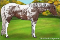 Horse Color:Silver Brown Tobiano 