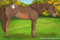 Horse Color:Chestnut Appaloosa 