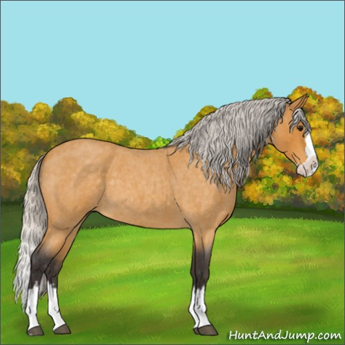 Horse Color:Silver Buckskin Roan Splash