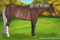 Horse Color:Silver Brown Rabicano 