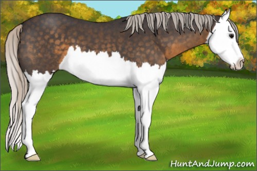 Horse Color:Silver Smoky Blue Roan Splash 