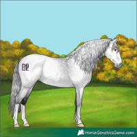 Horse Color:Gray Bay Chinchilla 