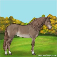 Horse Color:Liver Red Dun 