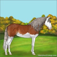 Horse Color:Silver Buckskin Splash 