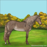 Horse Color:Liver Red Dun 