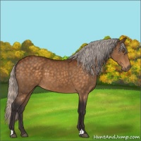 Horse Color:Silver Buckskin 