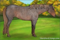 Horse Color:Liver Red Roan 