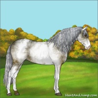Horse Color:Painted White Spotted Silver Bay Rabicano 