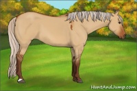 Horse Color:Silver Buckskin Dun 
