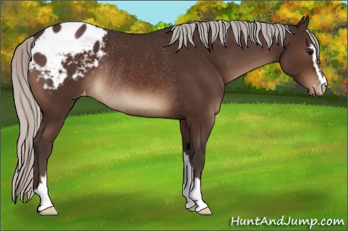 Horse Color:Silver Brown Sabino Blanket Rabicano 