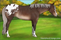 Horse Color:Silver Brown Sabino Blanket Rabicano 