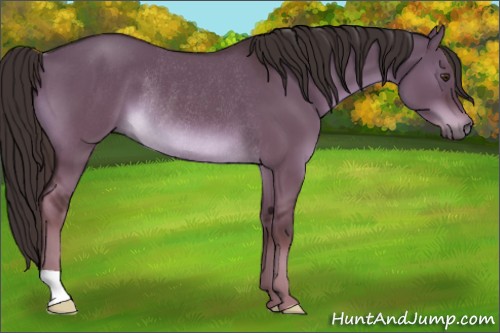 Horse Color:Liver Red Dun Rabicano 