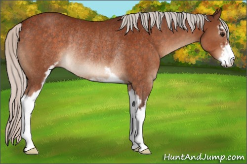 Horse Color:Silver Bay Sabino Rabicano 