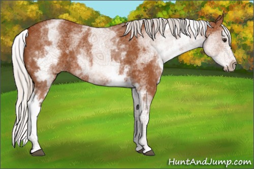 Horse Color:White Spotted Silver Buckskin Splash 
