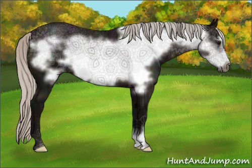 Horse Color:Midnight Silver Black Frame 