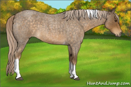 Horse Color:Chocolate Palomino Roan Tobiano