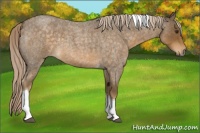 Horse Color:Chocolate Palomino Roan Tobiano