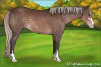 Horse Color:Silver Brown Sabino 
