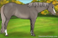 Horse Color:Silver Black Sabino Rabicano 